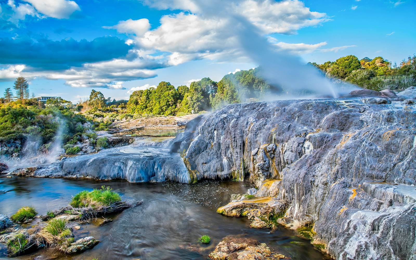 Geyser erupting at Te Puia Rotorua with surrounding lush greenery and blue sky.