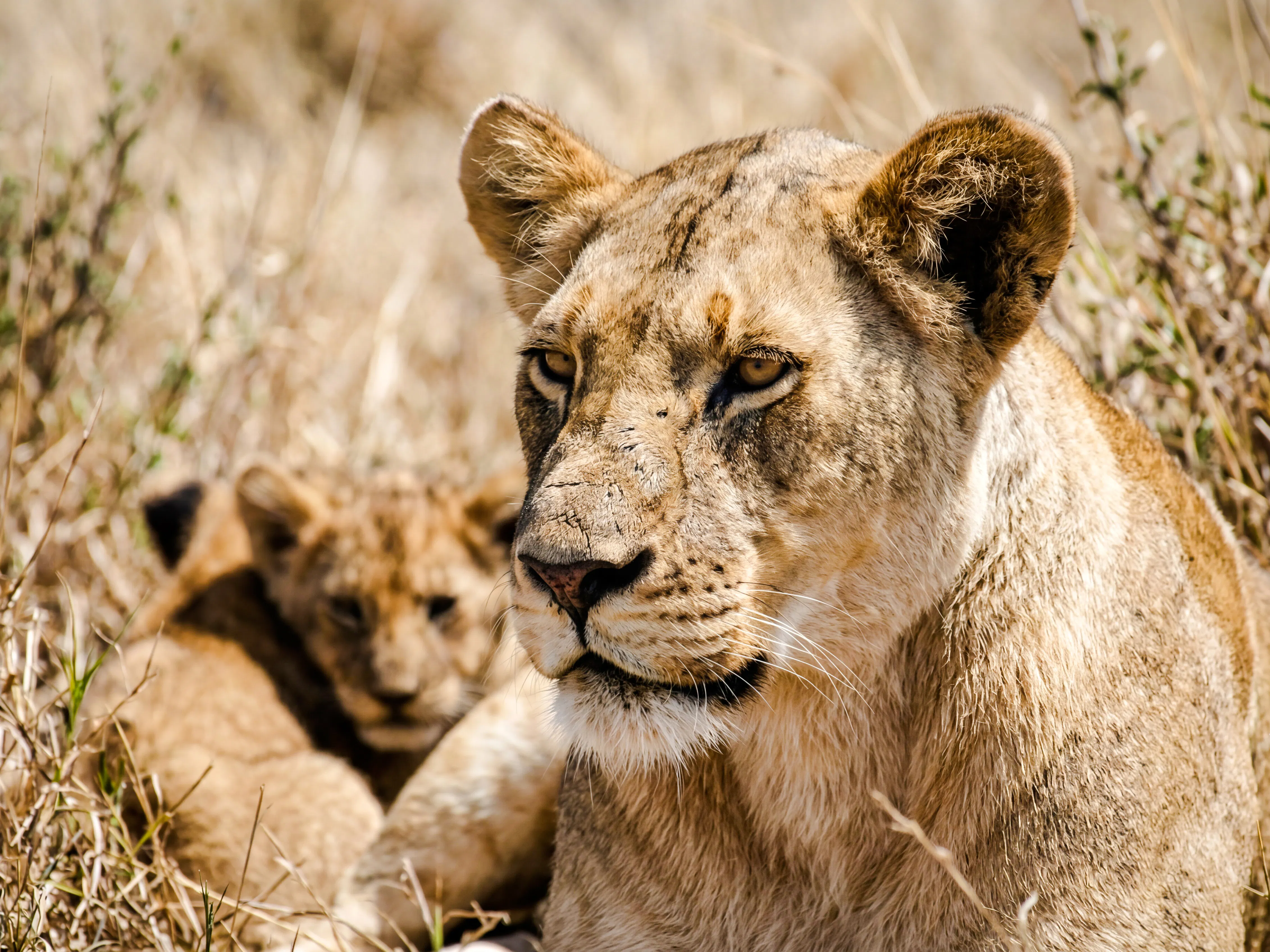 Lioness and cub resting in Serengeti grassland, part of Zanzibar safari tour.