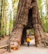 Giant Sequoias hike (seasonal)