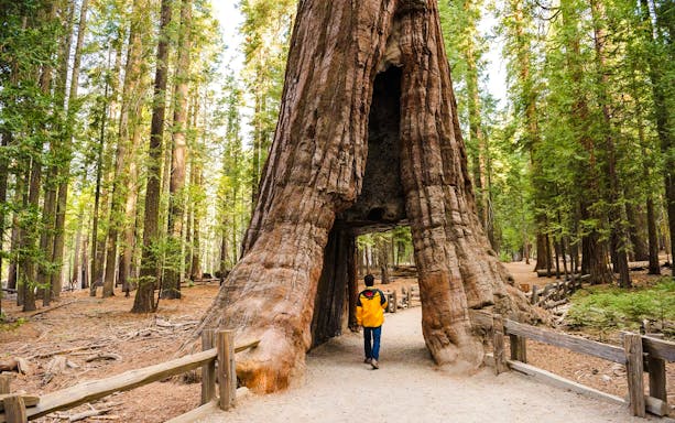 Person walking through California Tunnel Tree in Yosemite National Park.