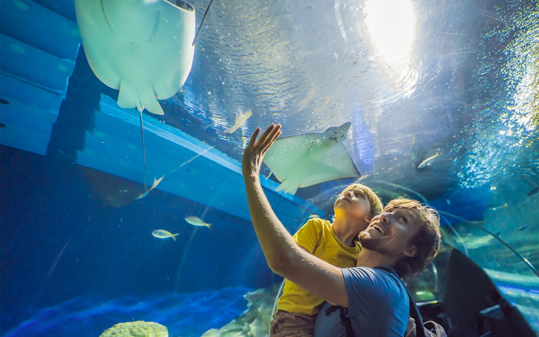 dubai aquarium & underwater zoo