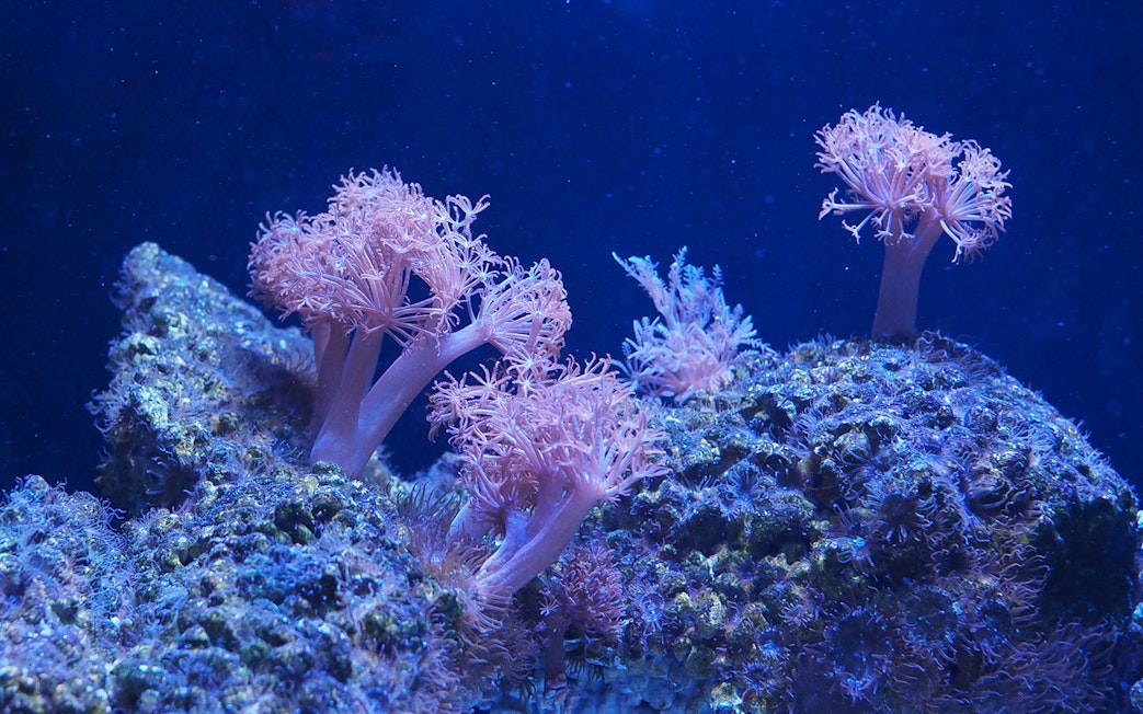 Pink coral polyps on a reef under blue ocean light.