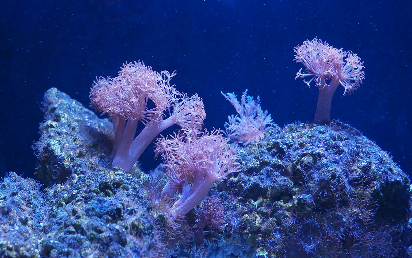 Visitors exploring vibrant coral reefs at SEA LIFE Bangkok Ocean World.