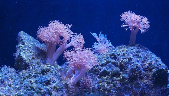 Tourists exploring Coral Reefs at SeaLife Bangkok, one of the top attractions in Thailand
