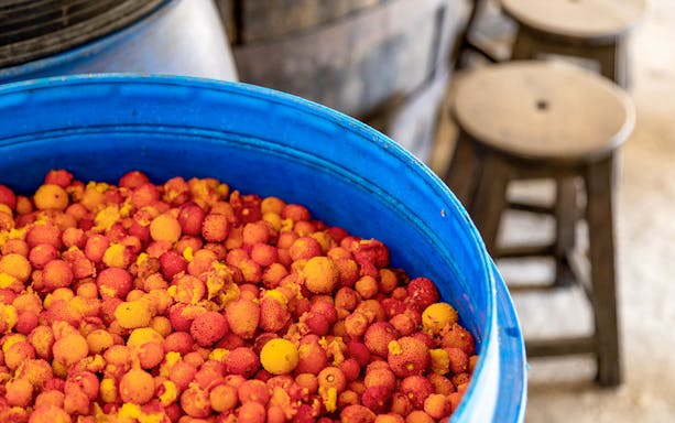 Strawberries in a blue container during Jeep tour in Monchique Mountain.