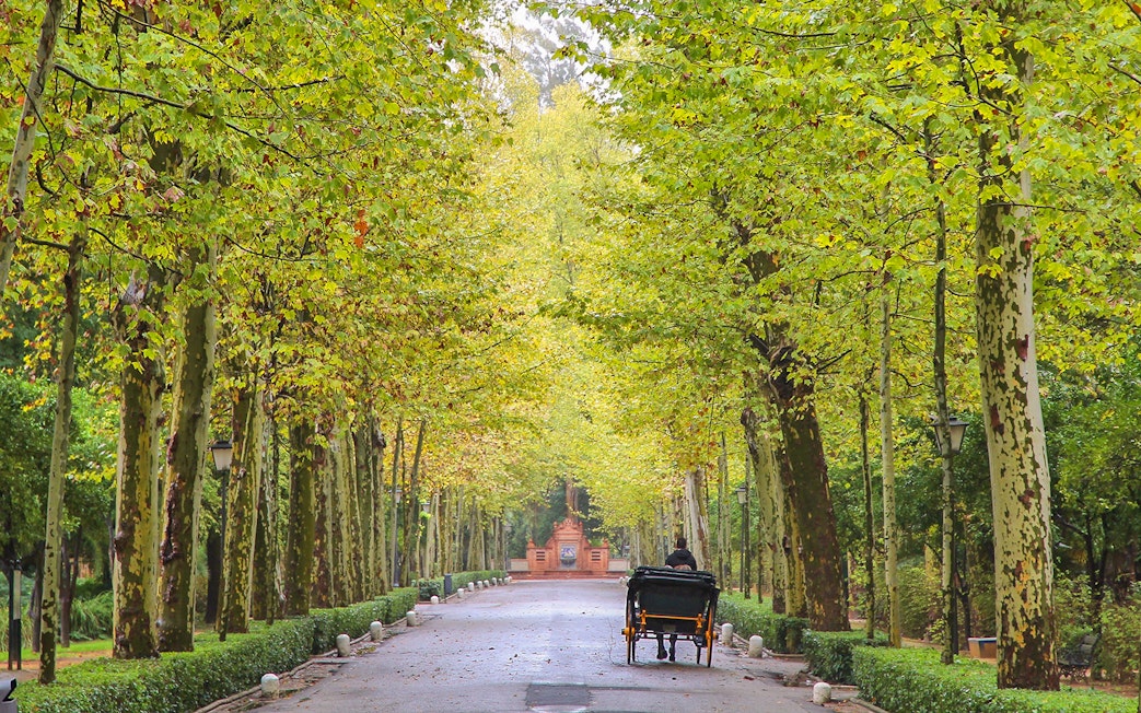 Carriage ride through tree-lined path in María Luisa Park, Seville.