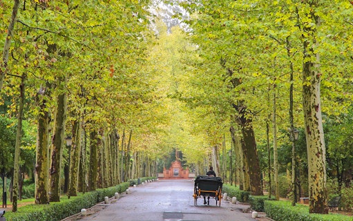 Carriage ride through tree-lined path in María Luisa Park, Seville.