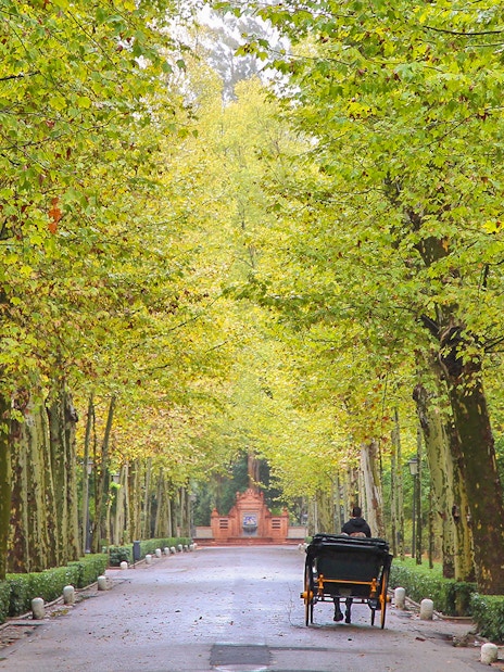 Carriage ride through tree-lined path in María Luisa Park, Seville.