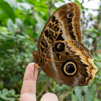 Butterfly Museum