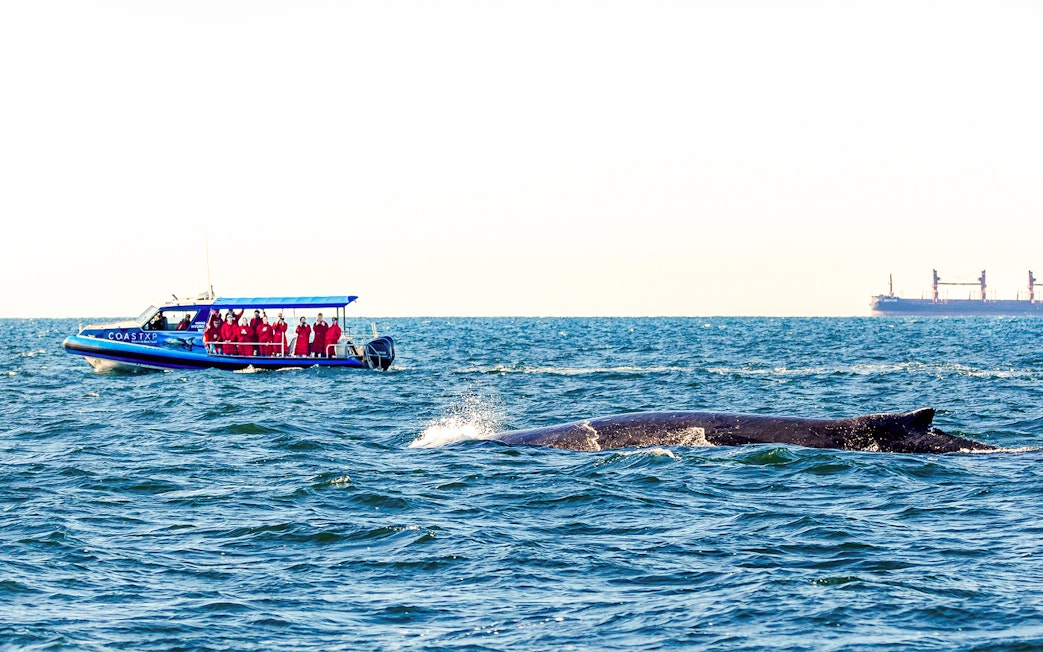 Boat with people whale watching on Lake Macquarie, Australia.