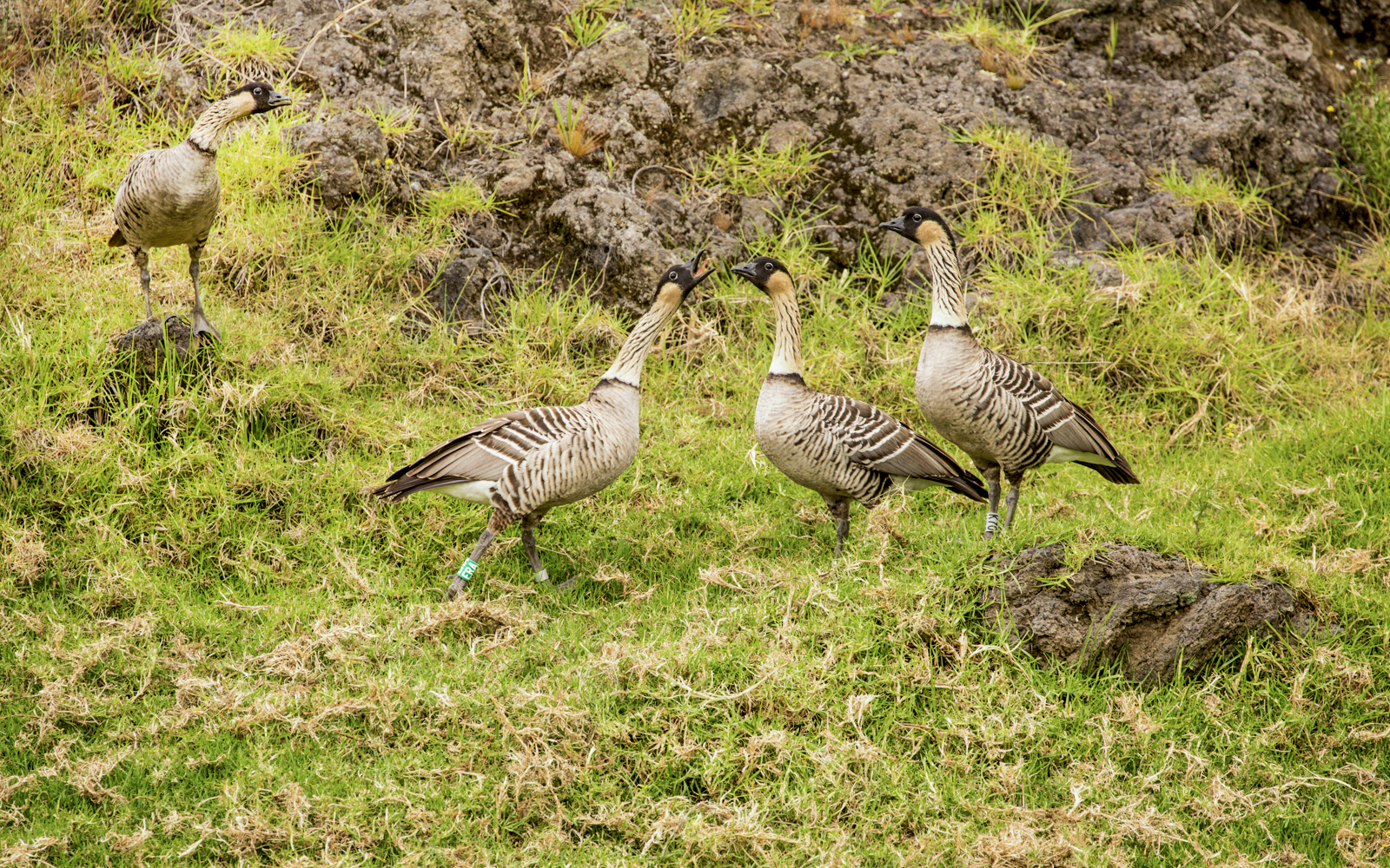 Hawaiian Geese in Hakalau Forest during birdwatching tour.