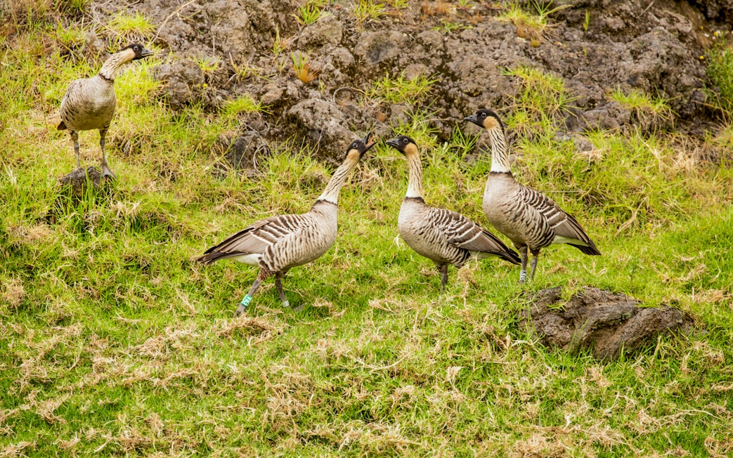Hawaiian Geese in Hakalau Forest during birdwatching tour.