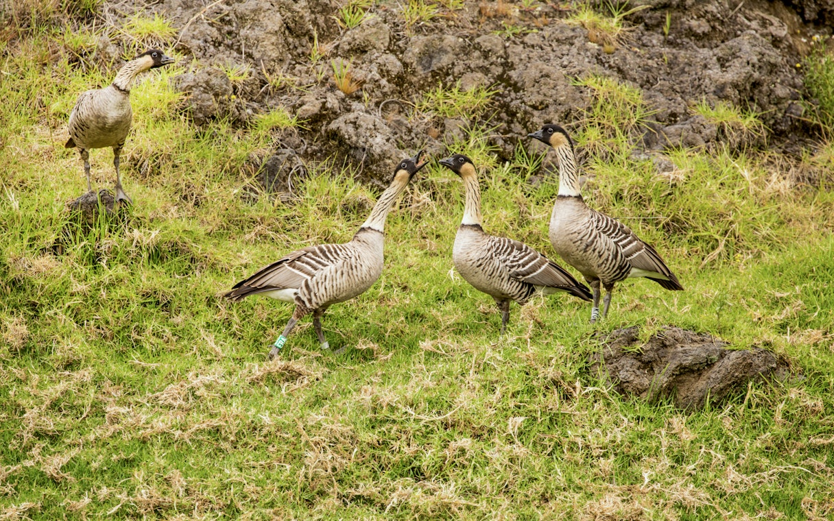Hawaiian Geese in Hakalau Forest during birdwatching tour.