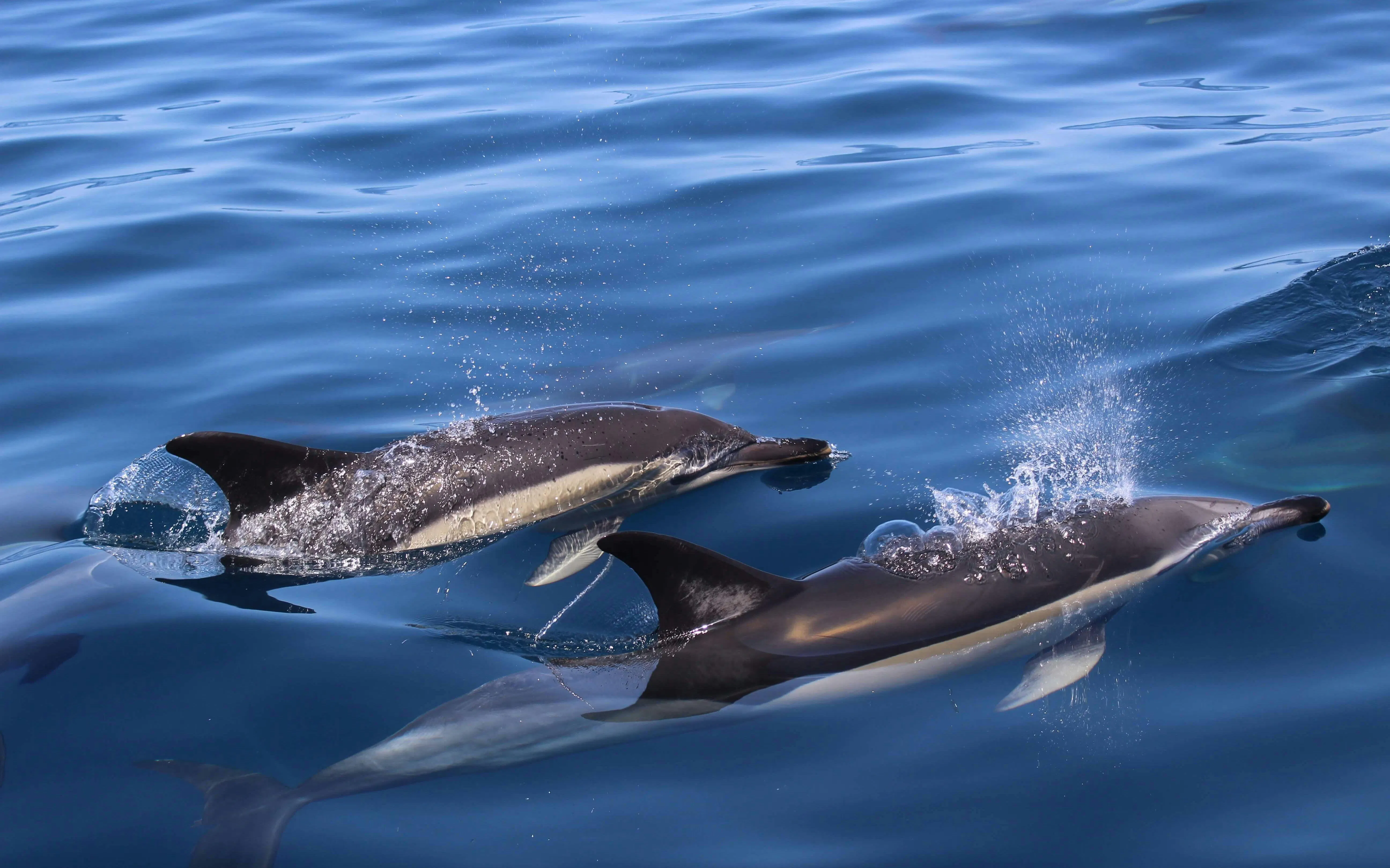Dolphins swimming in the ocean during a Lagos dolphin watching cruise.