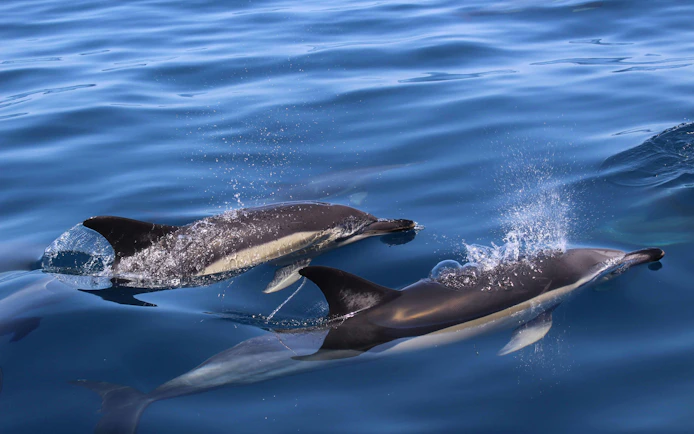 Dolphins swimming in the ocean during a Lagos dolphin watching cruise.