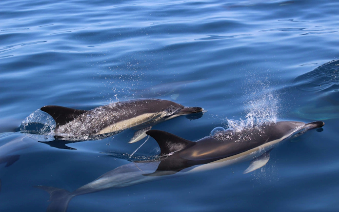 Dolphins swimming in the ocean during a Lagos dolphin watching cruise.