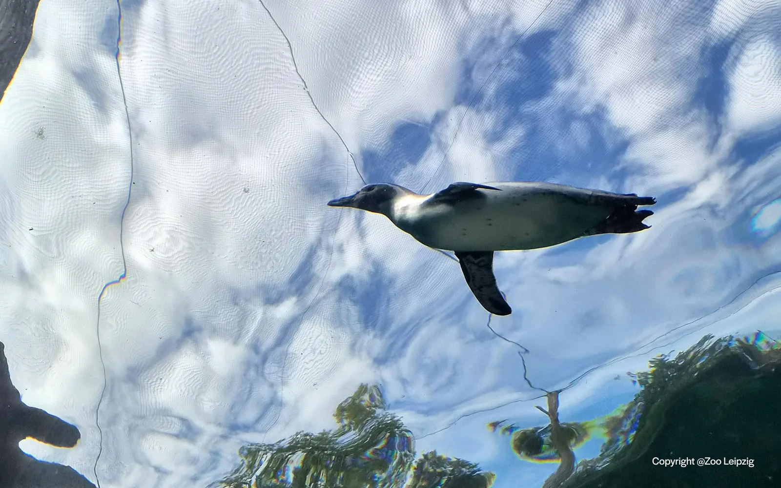 Humboldt Penguin swimming underwater at Zoo Leipzig.