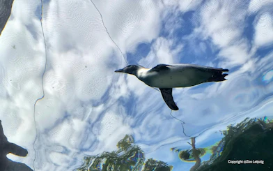 Humboldt Penguin swimming underwater at Zoo Leipzig.