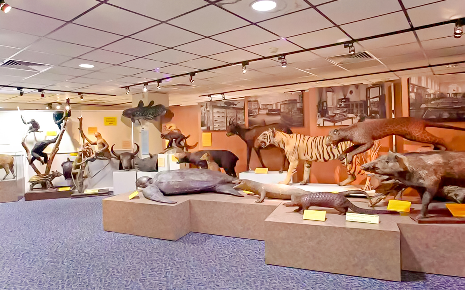 Taxidermy tiger and leopards display at the natural history museum in Singapore.