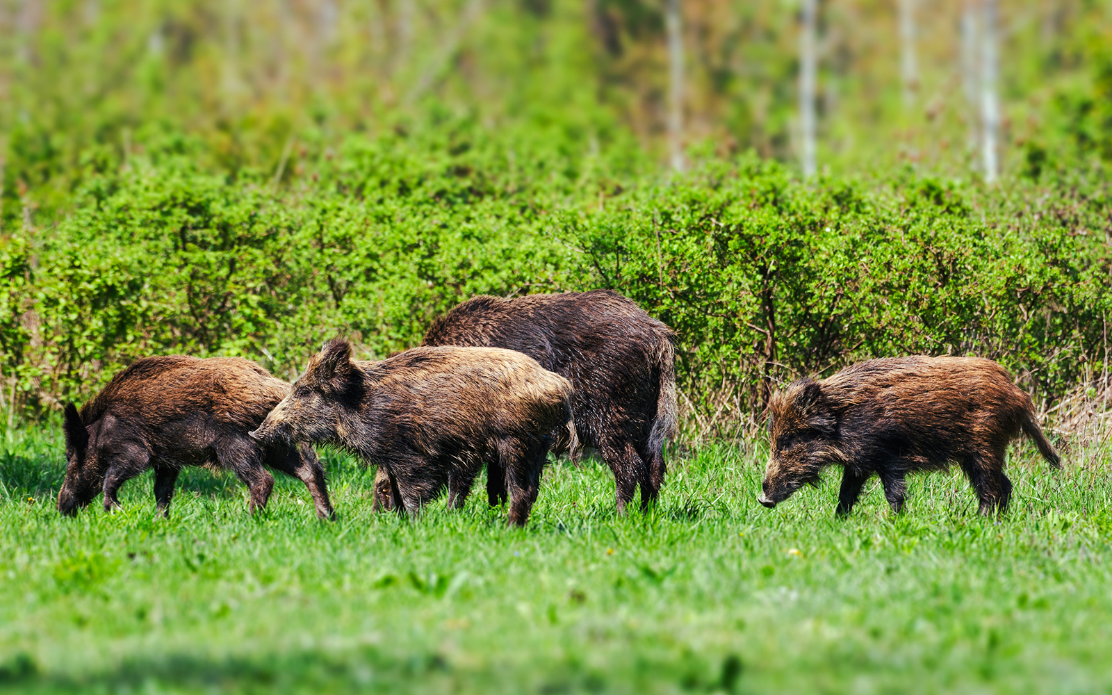 Wild pigs grazing in Everglades National Park.