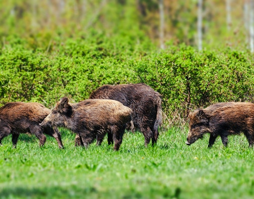 Wild pigs grazing in Everglades National Park.