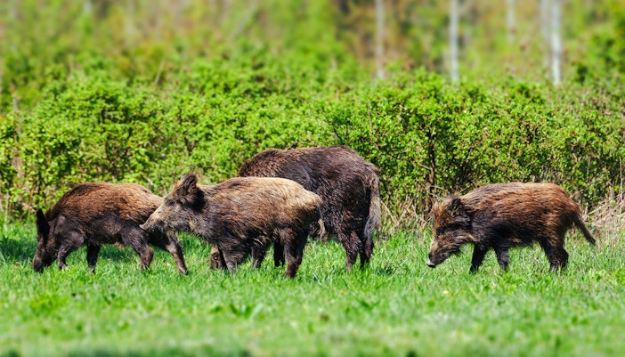 Wild pigs grazing in Everglades National Park.