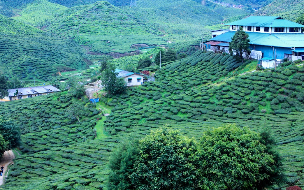 Tea plantations in Cameron Highlands with buildings and lush green hills.