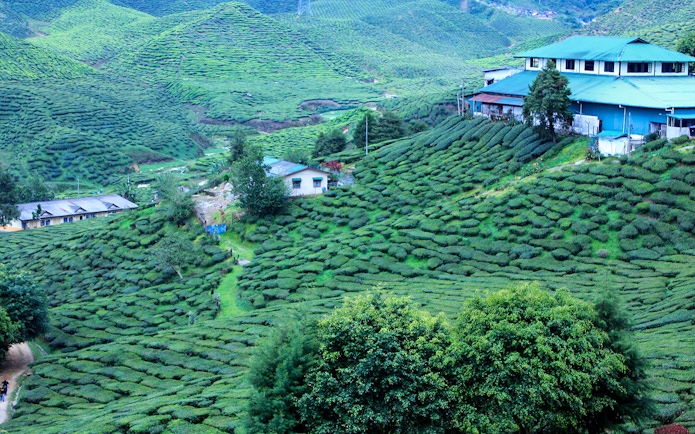 Tea plantations in Cameron Highlands with buildings and lush green hills.
