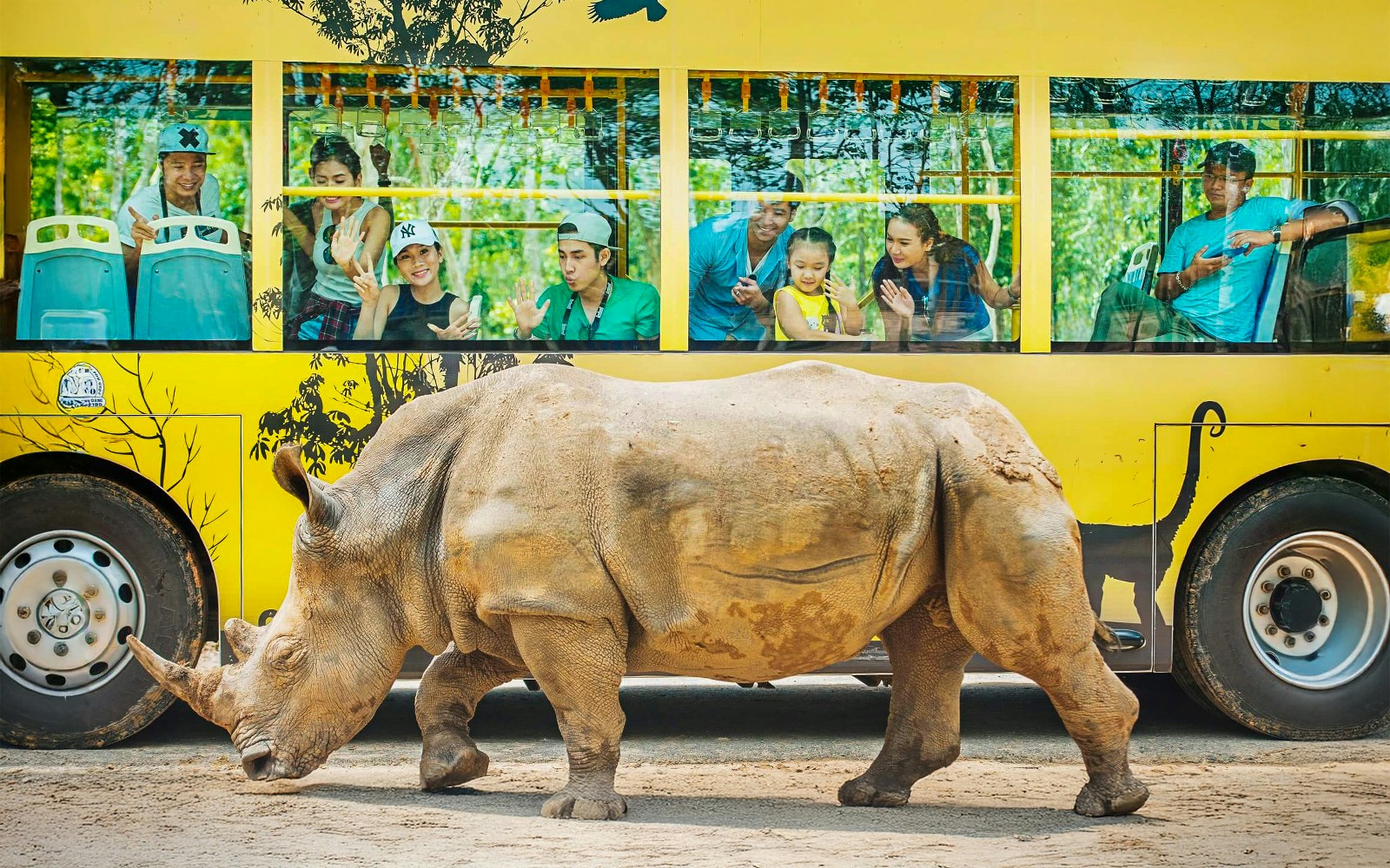 Rhino walking past a yellow bus with tourists at Vinpearl Safari.