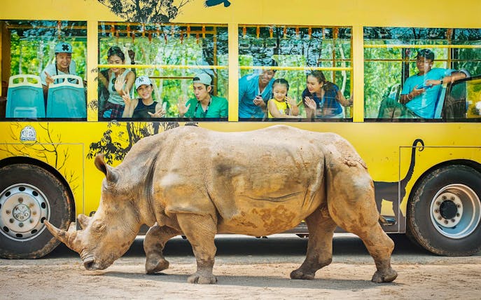 Rhino walking past a yellow bus with tourists at Vinpearl Safari.