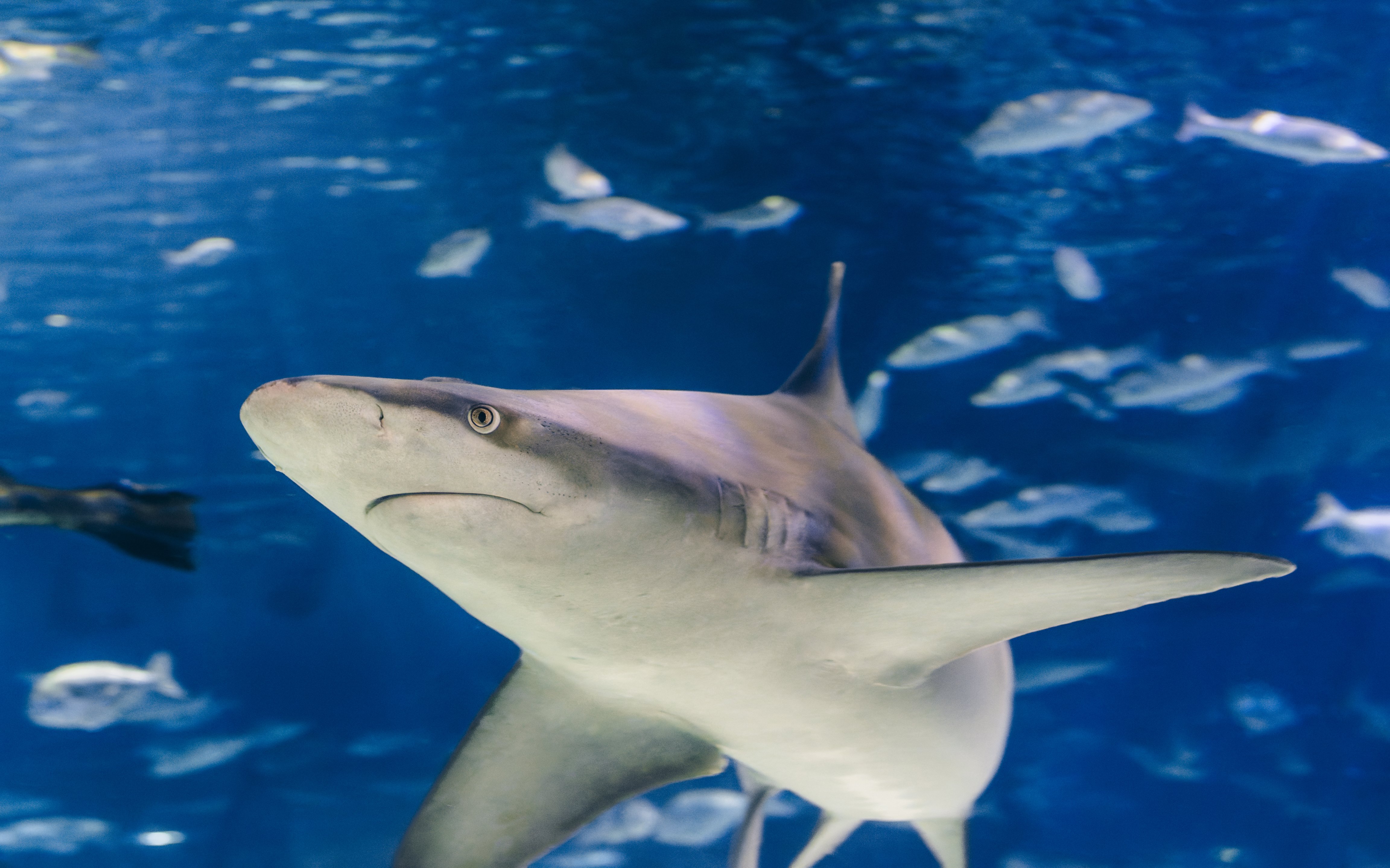 Shark swimming in Barcelona Aquarium.
