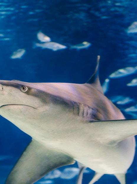 Shark swimming in Barcelona Aquarium.