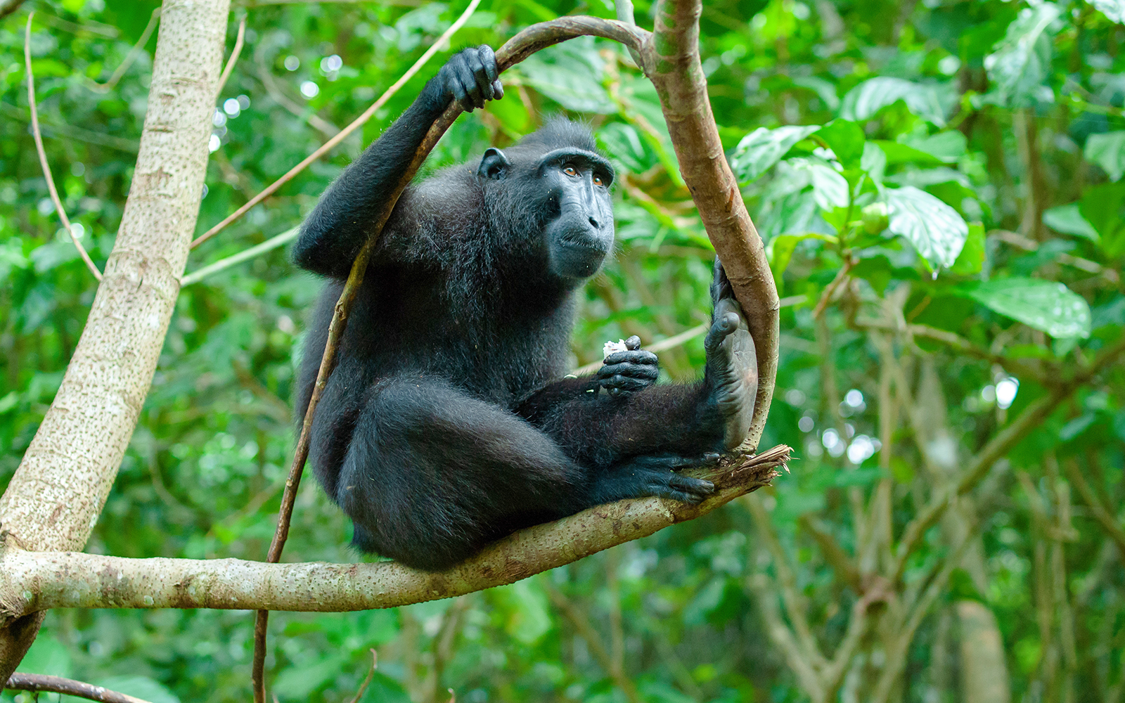 Celebes crested macaque sitting on a tree branch in lush forest.