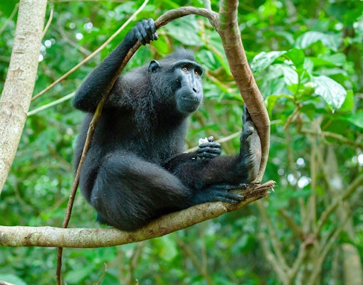 Celebes crested macaque sitting on a tree branch in lush forest.