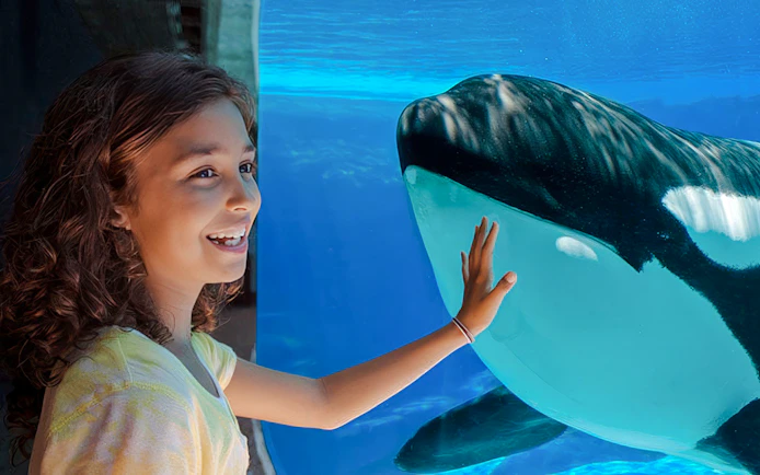 Girl interacting with a killer whale at SeaWorld Orlando.