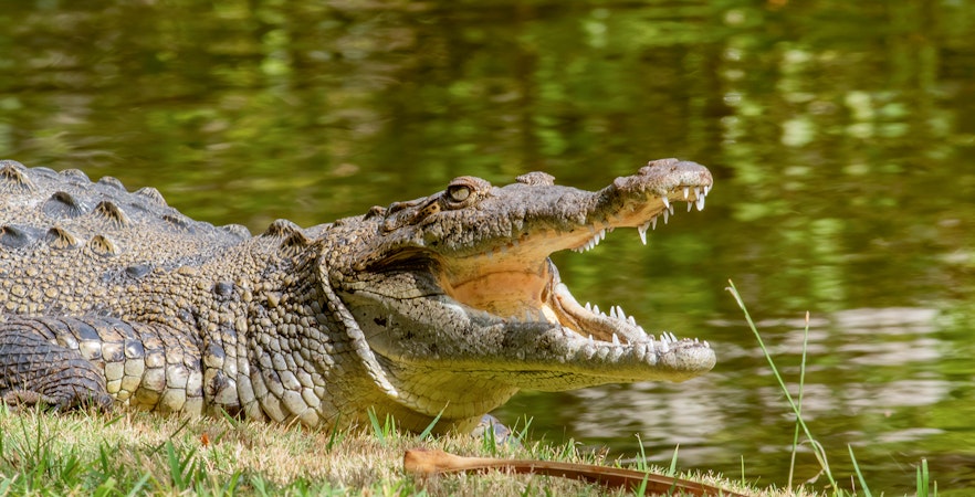 Crocodile with open mouth by the water at Gatorland.