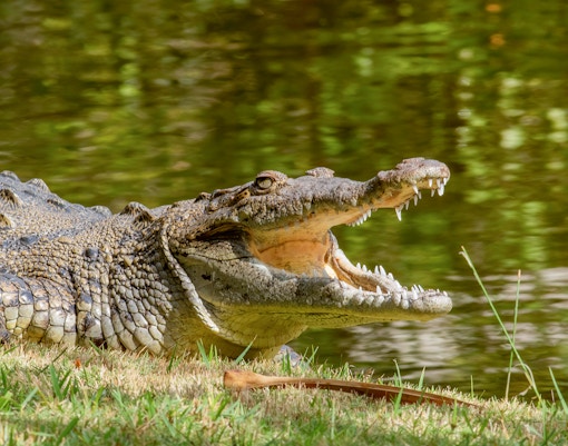 Crocodile with open mouth by the water at Gatorland.