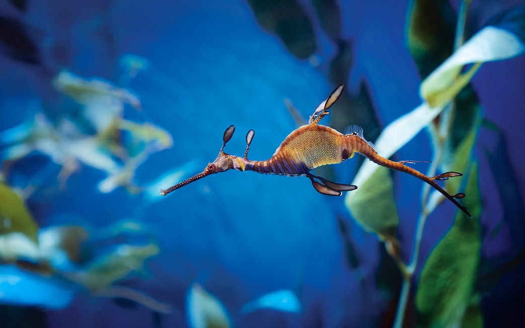 Weedy seadragon swimming at Aquarium of the Pacific, Long Beach.