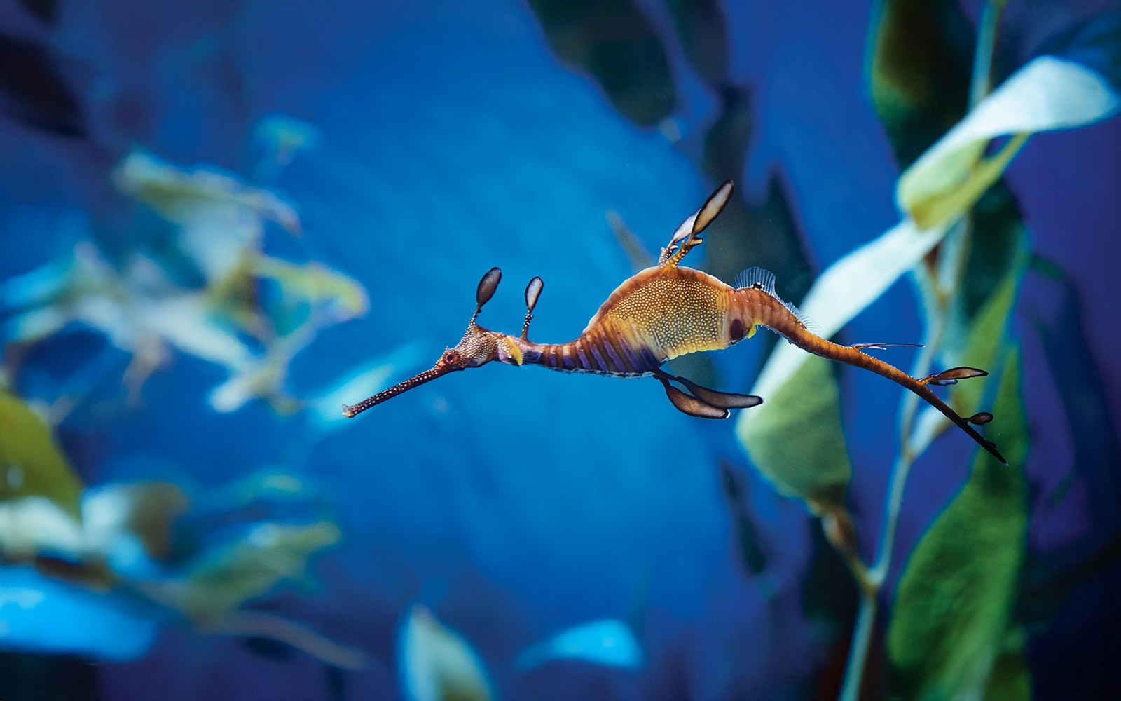 Visitors exploring marine life exhibits at Aquarium of the Pacific, Long Beach, with skip-the-line access.