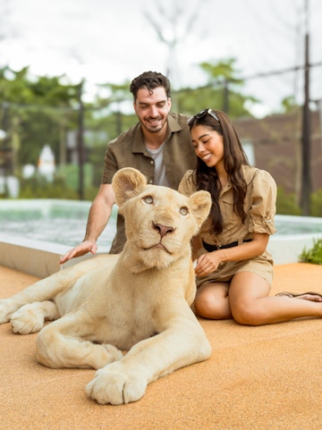 Visitors interacting with a white lion at Lion Land Phuket.