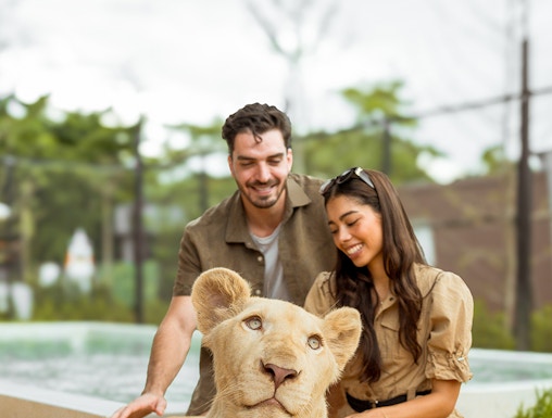 Visitors interacting with a white lion at Lion Land Phuket.