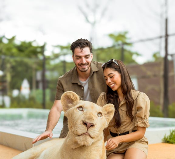 Visitors interacting with a white lion at Lion Land Phuket.