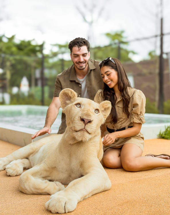 Visitors interacting with a white lion at Lion Land Phuket.