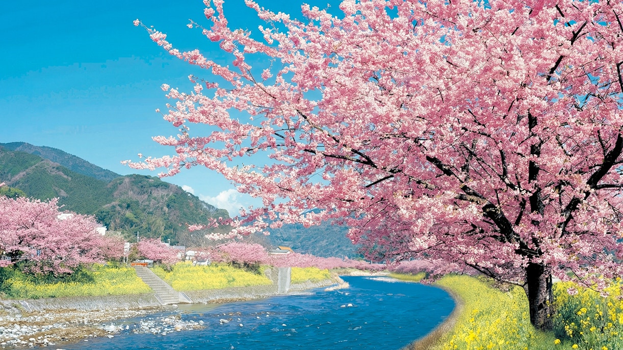 Kawazu cherry blossoms along a river in Kawazu Town during the festival.