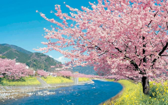 Kawazu cherry blossoms along a river in Kawazu Town during the festival.