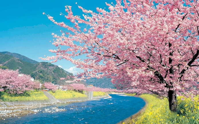 Kawazu cherry blossoms along a river in Kawazu Town during the festival.