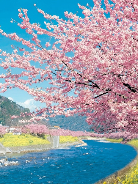 Kawazu cherry blossoms along a river in Kawazu Town during the festival.