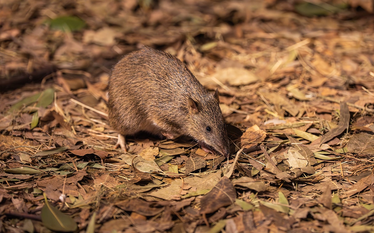 Bandicoot foraging among leaves at Wildlife Sydney Zoo.