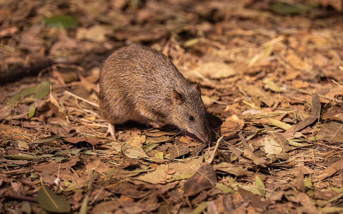 Bandicoot foraging among leaves at Wildlife Sydney Zoo.