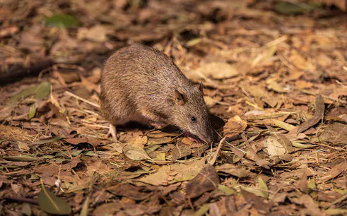 Bandicoot foraging among leaves at Wildlife Sydney Zoo.